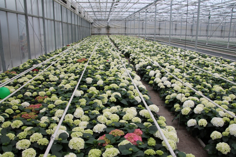 pepiniere-AMIRAT-min_nursery-hydrangea-white-flowers-greenhouse-flower-1609210-pxhere.com